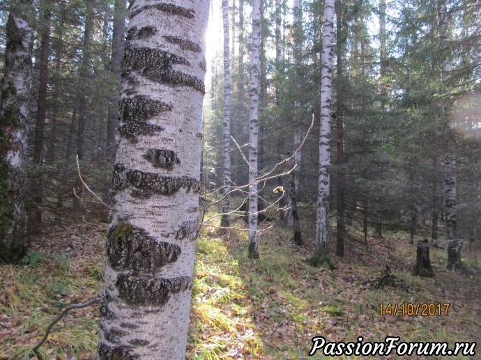 Может, это – бабье лето?