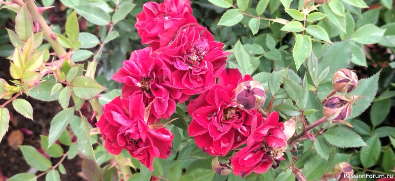 А за тобою Арарат, Армения моя... Окончание