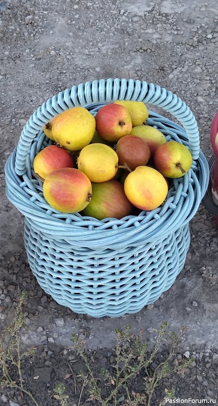 Ротангомания продолжается