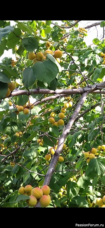 Ротангомания продолжается