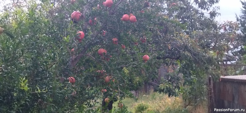 А за тобою Арарат, Армения моя... Окончание