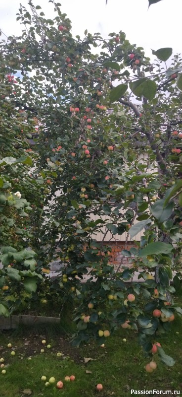 Ротангомания продолжается