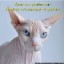 Bastet Bastet