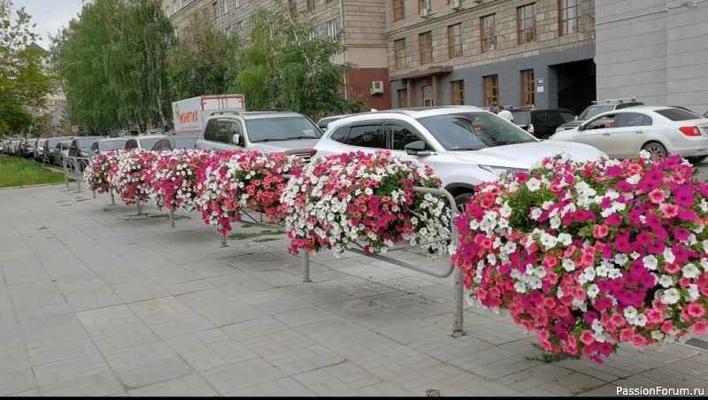 Новосибирск - город парков, скверов и цветов! (фото зарисовки) продолжение прогулки