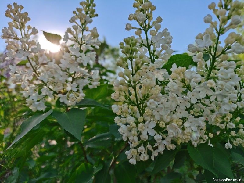 Пьянящий аромат сирени