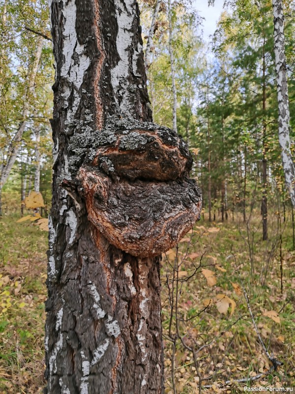 У медведя во бору.....