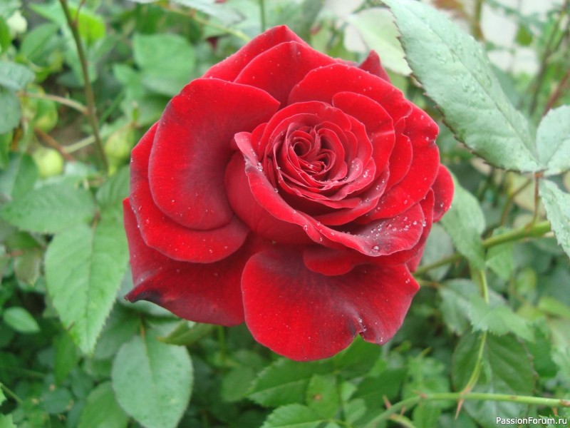 Букет сибирских роз