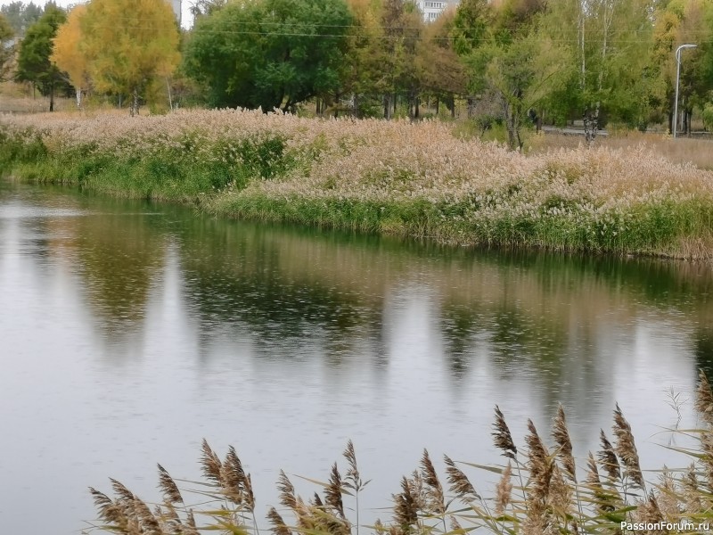 Краски осени