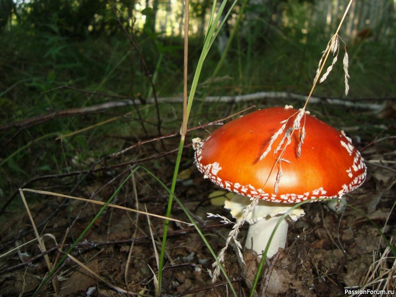 Август