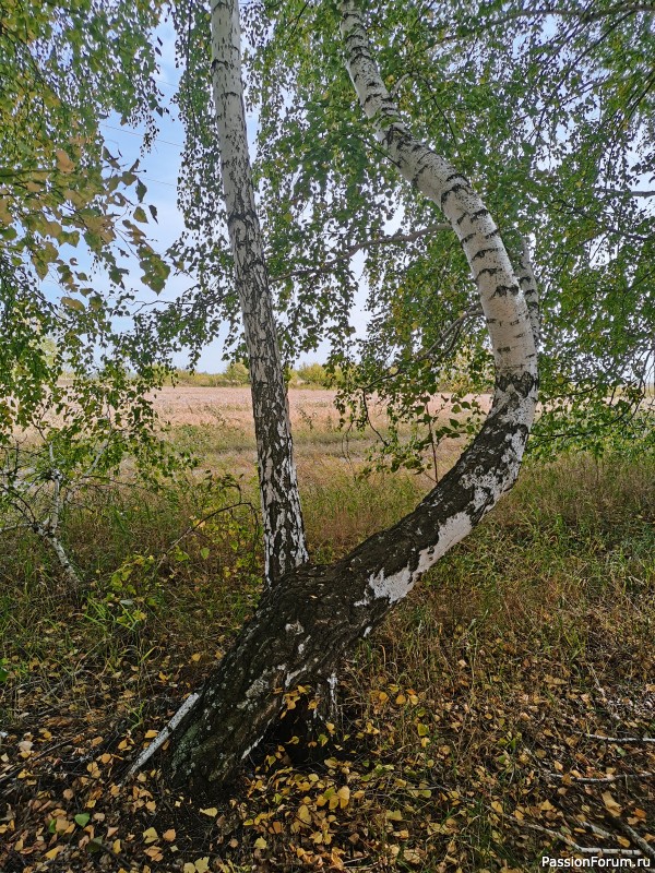 У медведя во бору.....