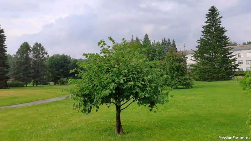 Парк Бонсай-Академгородка
