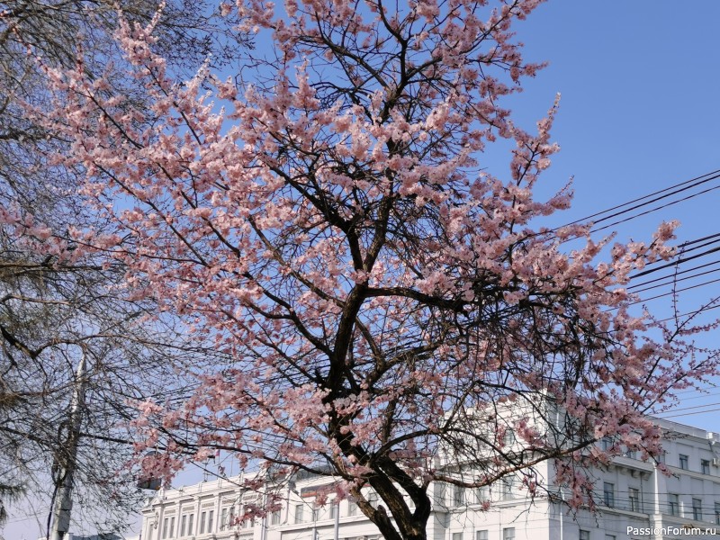 Фотозарисовки. Здравствуй, Май!