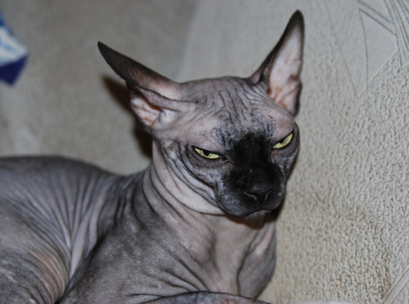 Любителям кошек