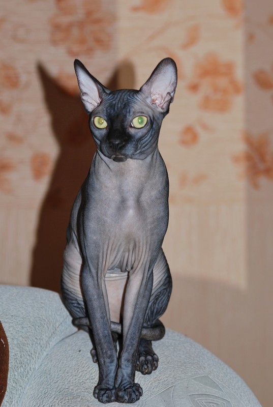 Любителям кошек