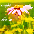 ипина ипина