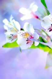 Светулечек Светулечек