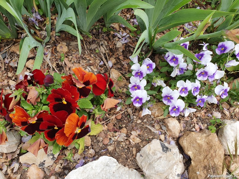 Для тех, кто любит весну, цветы, просто красивые фото для отдыха и смены впечатлений.