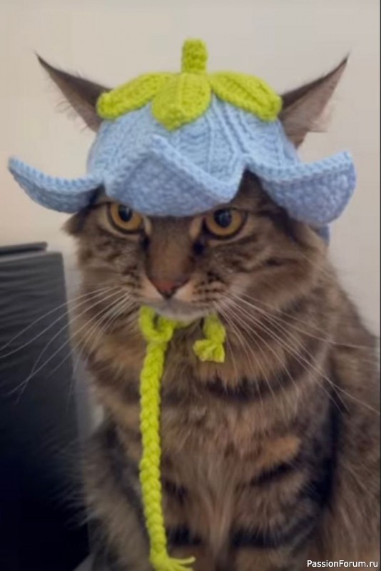 Вязаные шапочки для кота