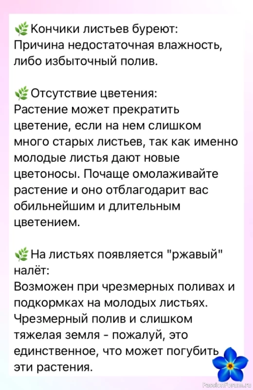 Стрептокарпус. Основные трудности