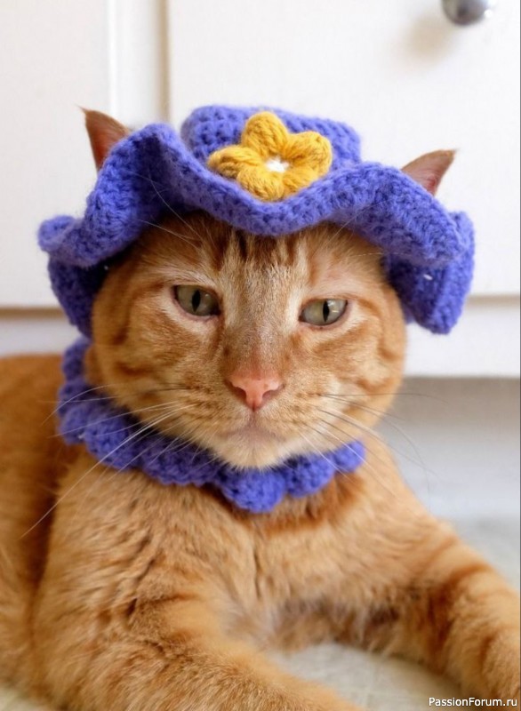 Вязаные шапочки для кота