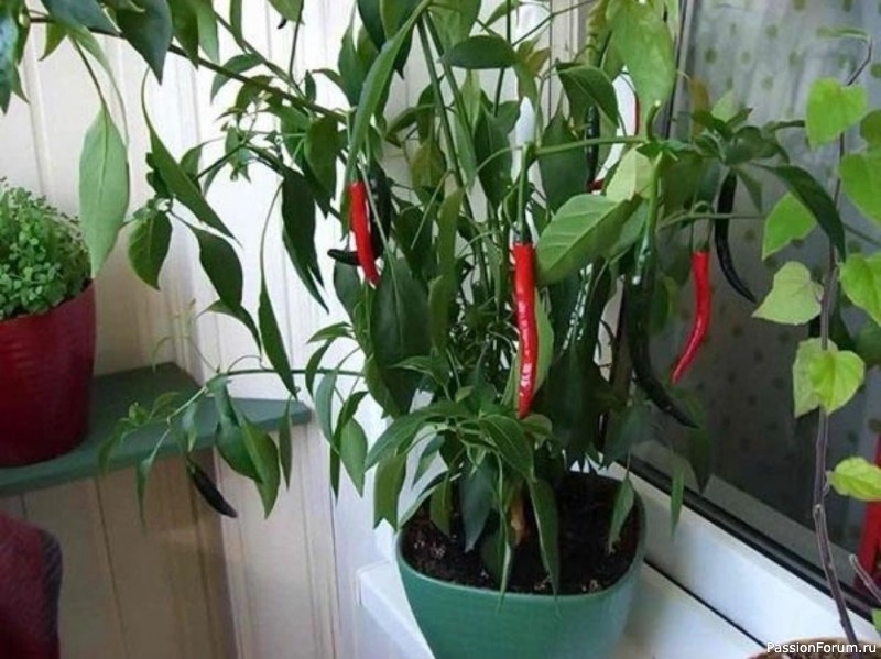 5 овощей, которые легко вырастить на подоконнике
