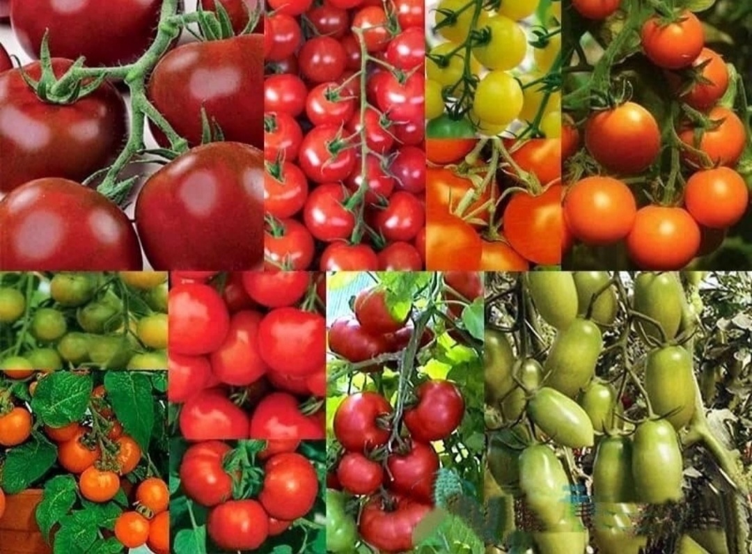 Высокоурожайные сорта томатов для теплиц. Высокоурожайные сорта томатов для теплиц. Томат тепличный крупноплодный. Высокоурожайные сорта томатов для теплиц. Высокоурожайные сорта томатов для теплиц.