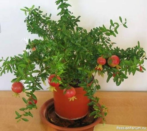 Комнатный гранат