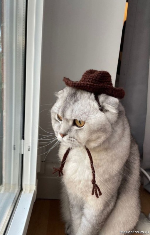 Вязаные шапочки для кота