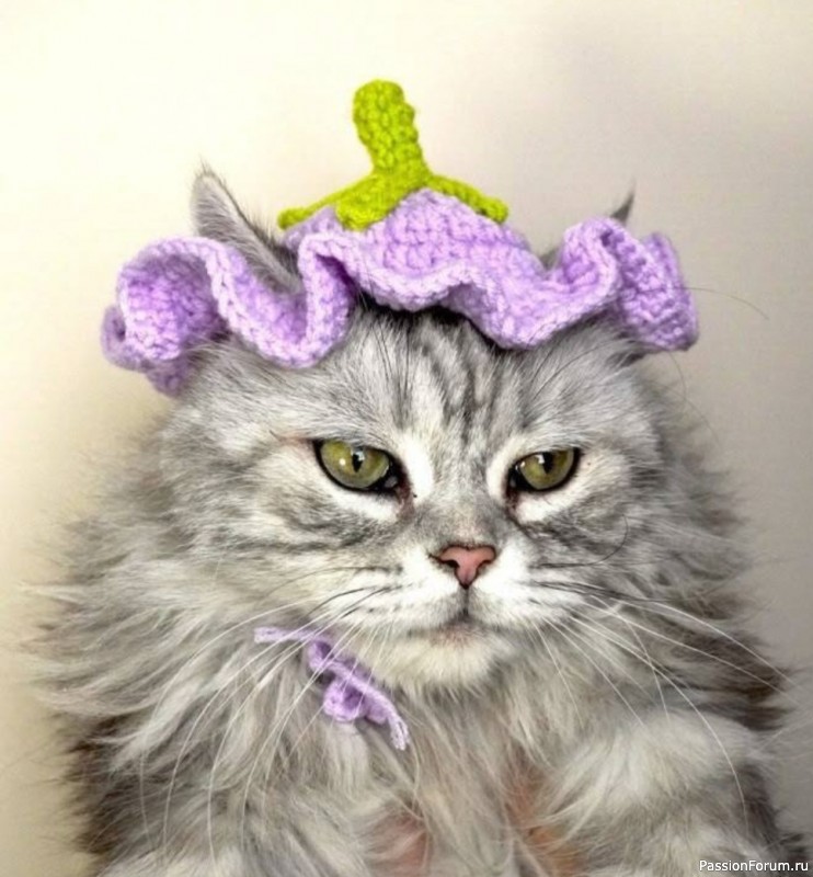 Вязаные шапочки для кота