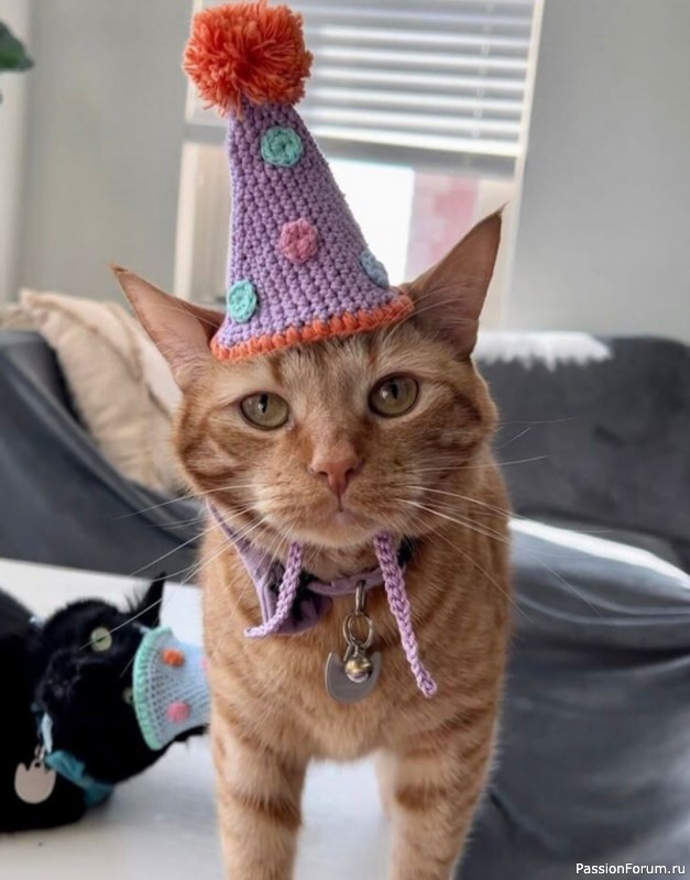 Вязаные шапочки для кота