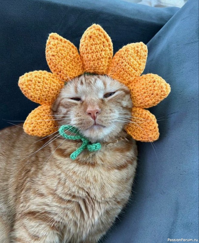 Вязаные шапочки для кота