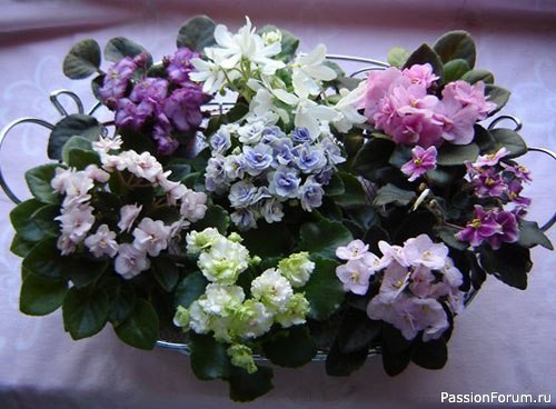 Комнатные растения. Секреты пересадки фиалок