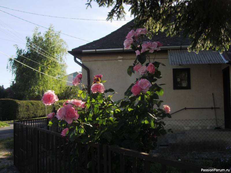 Колоски и розы