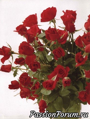 Розы от Анне Бурда