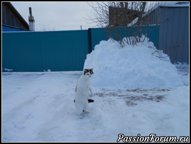 Сказка про гадкого котенка