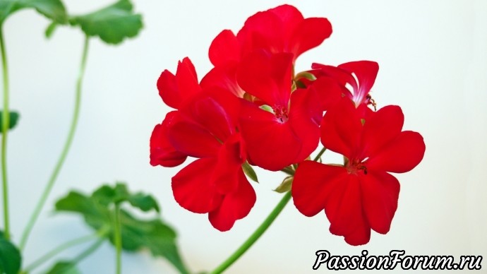 Ralleope Dark Red
Насыщенного красного цвета, с простыми, но очень
крупными цветами. Ralleope Dark Red
Насыщенного красного цвета, с простыми, но очень
крупными цветами.