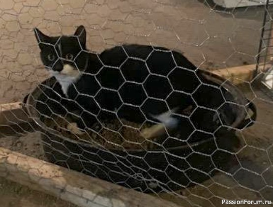 Акулеша. Первые попытки объятий.