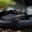 mamba