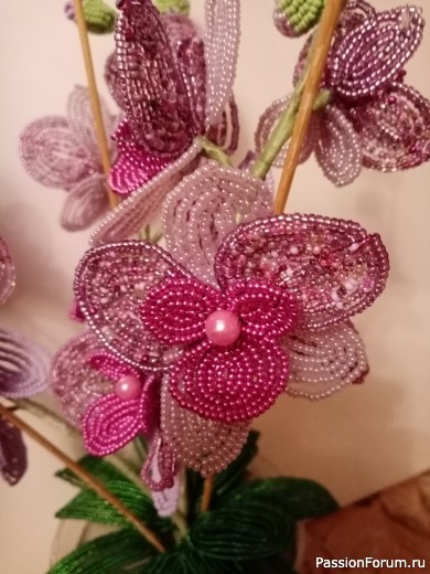 Орхидея Нежность.