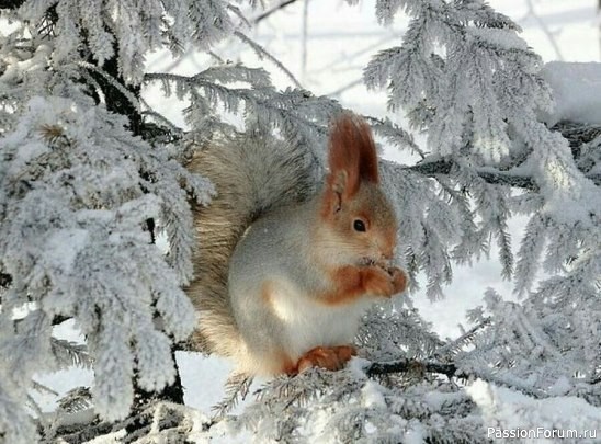 С НОВЫМ ГОДОМ !!!