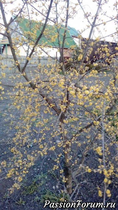 А у нас на Кубани пахнет весной.