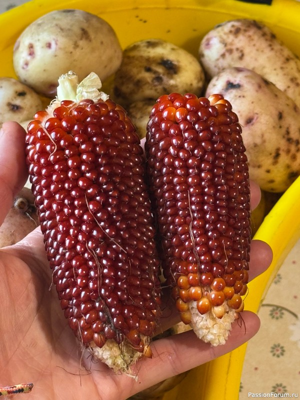Царица полей!