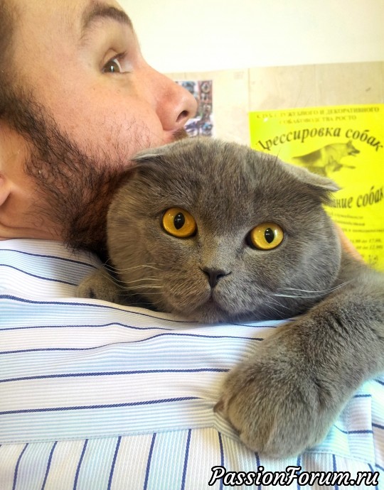 И снова парочка кото-подушек ))) И снова парочка кото-подушек )))