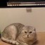 Светлана Светлана