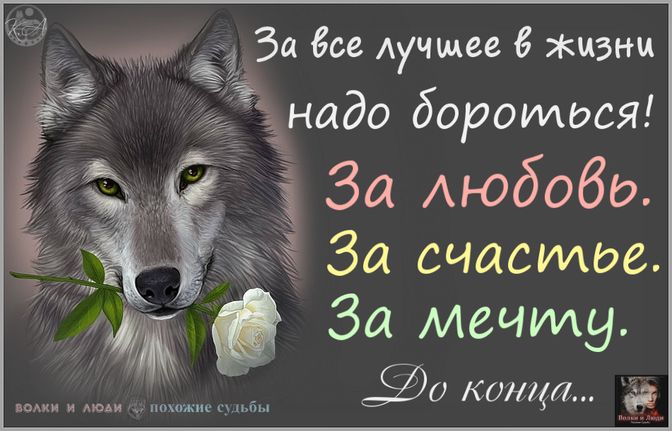 Про жизнь волков. Волк с надписью. Цитаты волка. Красивые цитаты с волками. Фразы Волков.