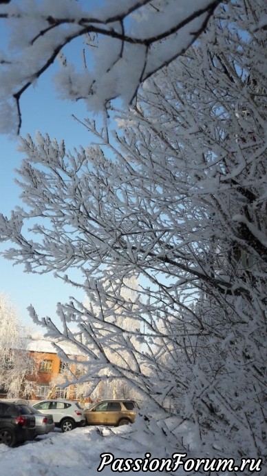 Зимнее утро в Сибири