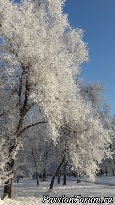 Зимнее утро в Сибири