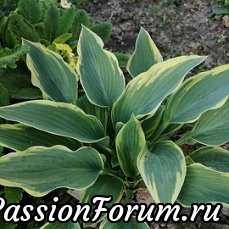 Мой сад. Продолжение ...