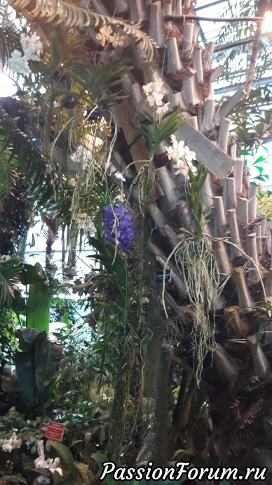 Сад орхидей, Ботанический сад МГУ