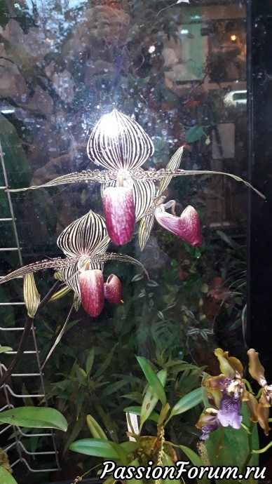 Сад орхидей, Ботанический сад МГУ